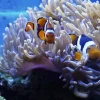 Saltvandsfisk Radianthus Colored Anemone (Heteractis magnifica)