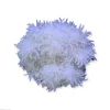 Saltvandsfisk Radianthus Crispa Anemone