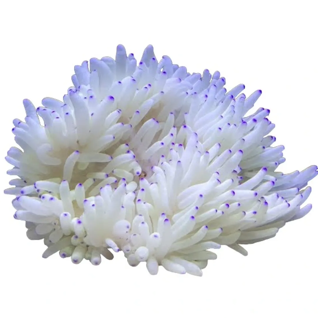 Saltvandsfisk Radianthus Crispa Anemone