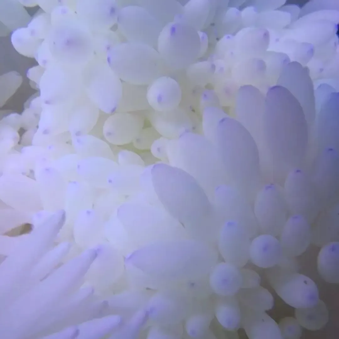 Saltvandsfisk Radianthus Crispa Anemone