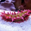 Saltvandsfisk Rød Sø-agurk (Colochirus crassus)