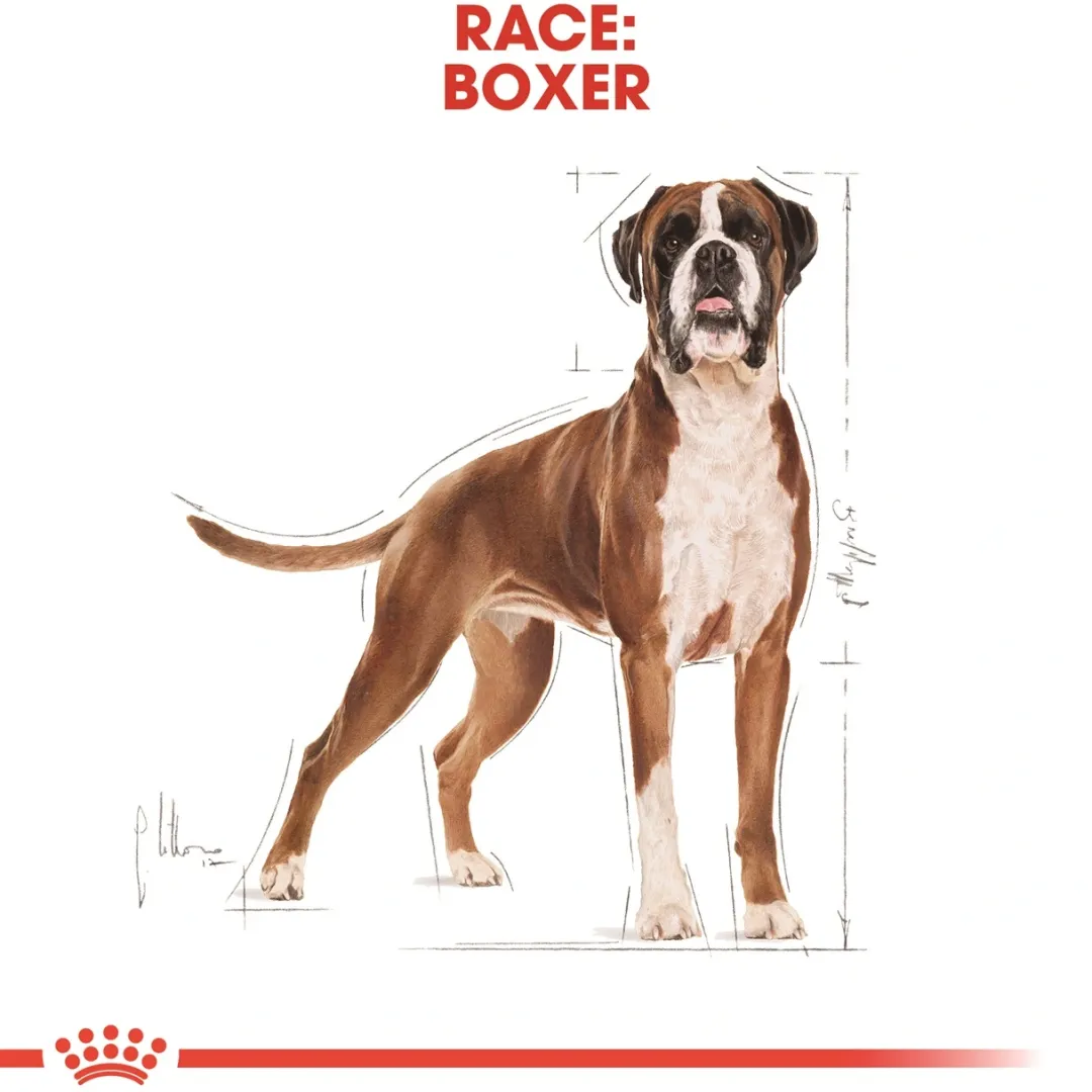 Royal Canin Hundefoder Royal Canin Boxer Adult 12 kg - fuldfoder til voksne boxere
