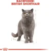 Royal Canin Kattefoder Royal Canin British shorthair 2 kg