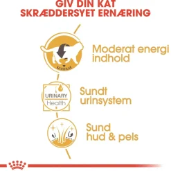 Royal Canin Kattefoder Royal Canin British shorthair Sovs - vådfoder 85 g
