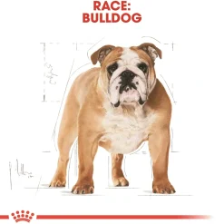 Royal Canin Hundefoder Royal Canin Bulldog Adult 12 kg - tørfoder til voksne hunde
