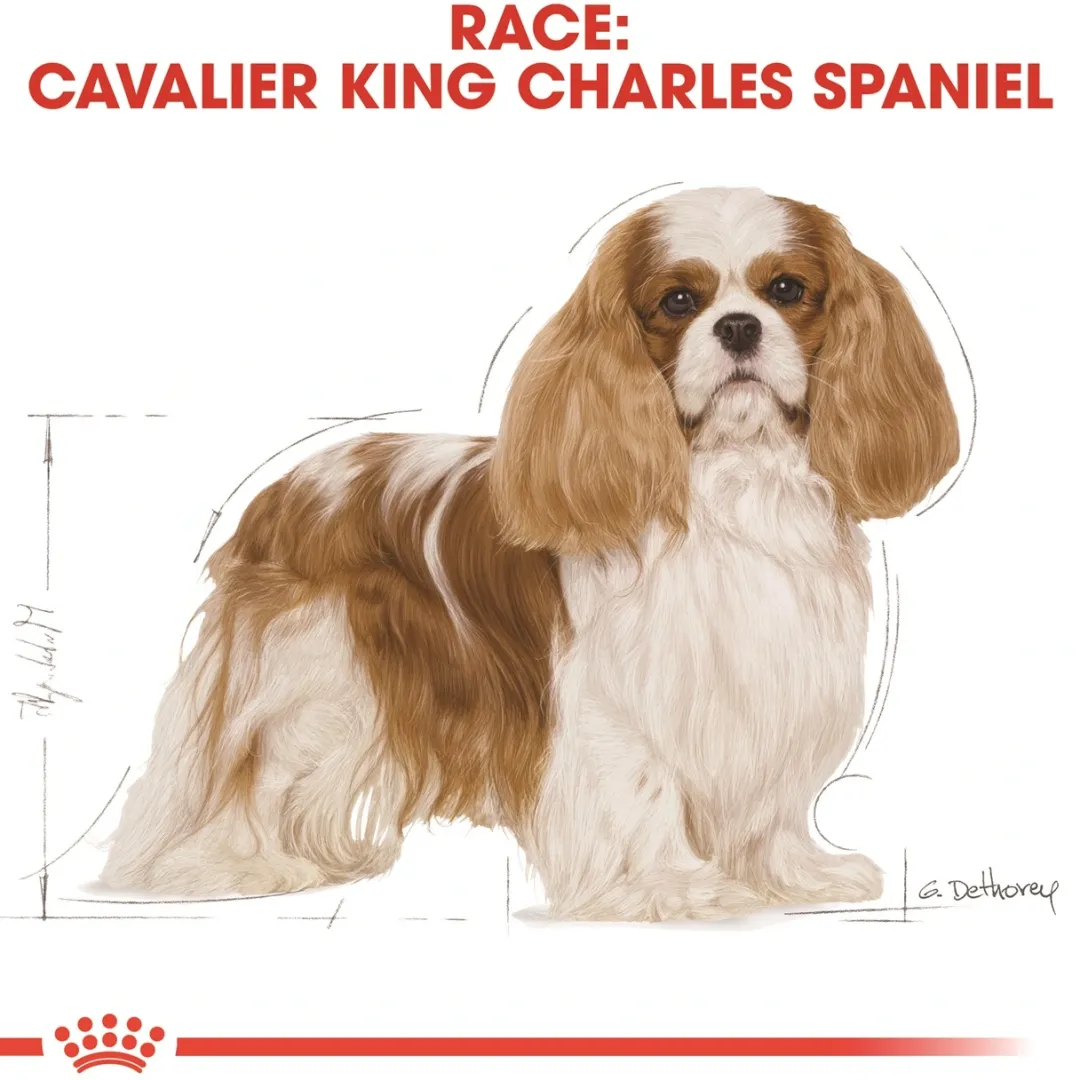 Royal Canin Hundefoder Royal Canin Cavalier King Charles Adult 1,5 kg - tørfoder til små hunde
