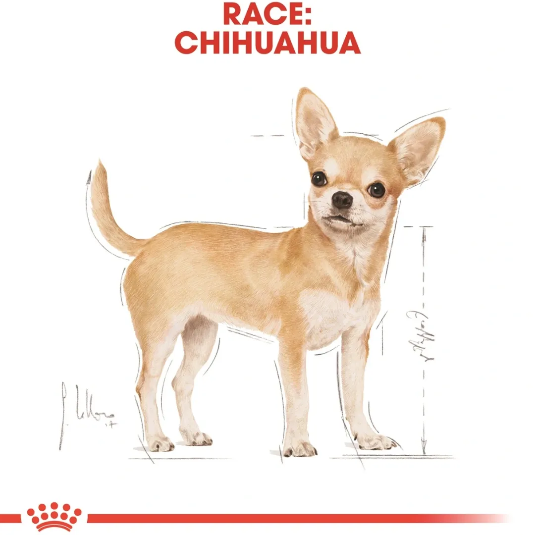 Royal Canin Hundefoder Royal Canin Chihuahua Adult 1,5 kg - tørfoder til små hunde