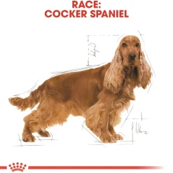 Royal Canin Hundefoder Royal Canin Cocker Spaniel Adult 3 kg - tørfoder til voksne hunde