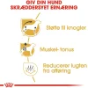Royal Canin Hundefoder Royal Canin Dachshund Adult 7,5 kg - tørfoder til gravhunde
