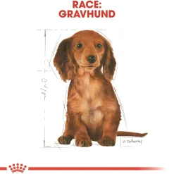 Royal Canin Hundefoder Royal Canin Dachshund Puppy 1,5 kg - tørfoder til Gravhund hvalpe