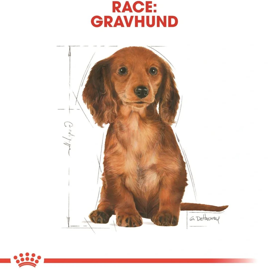 Royal Canin Hundefoder Royal Canin Dachshund Puppy 1,5 kg - tørfoder til Gravhund hvalpe