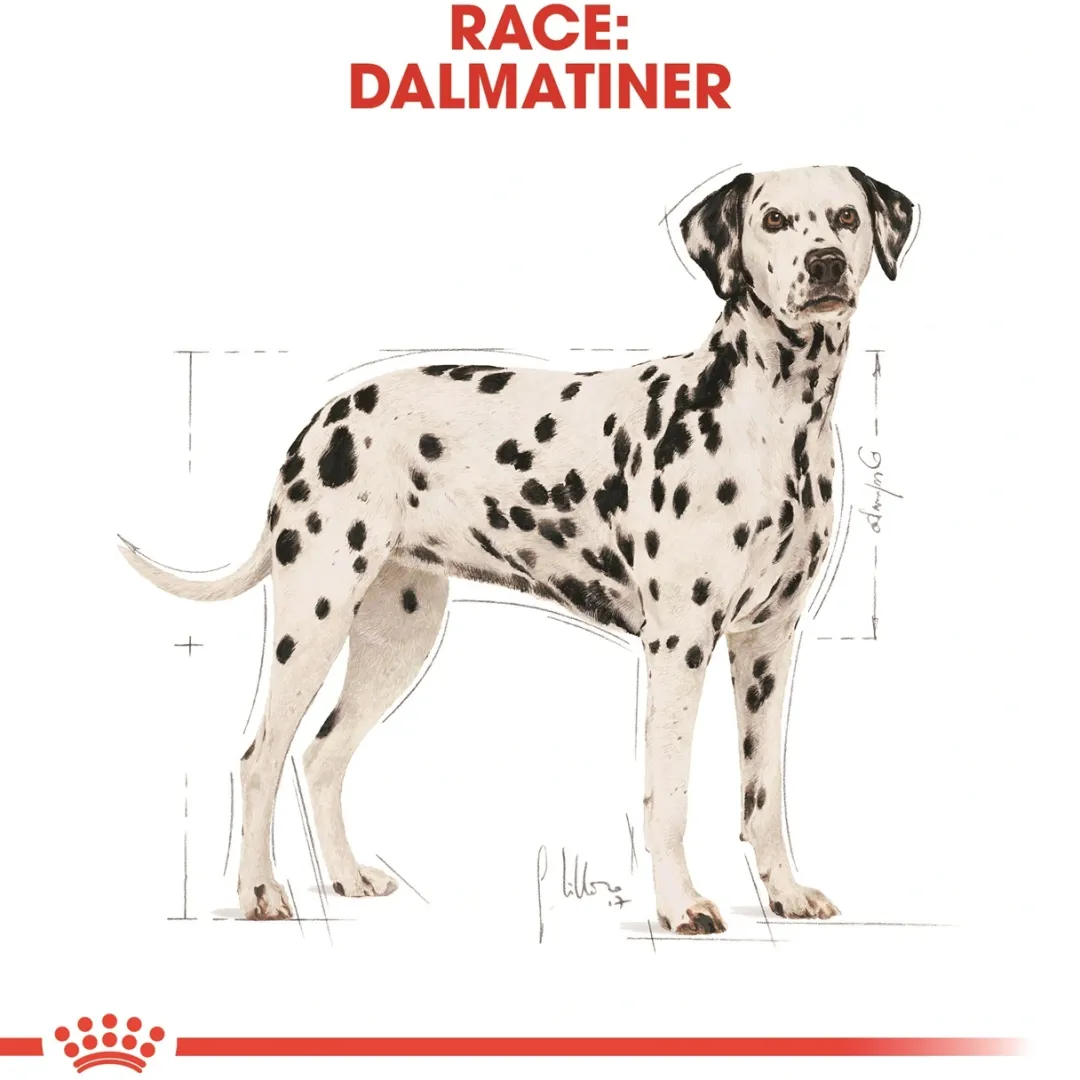 Royal Canin Hundefoder Royal Canin Dalmatian Adult 12 kg - tørfoder til voksne hunde