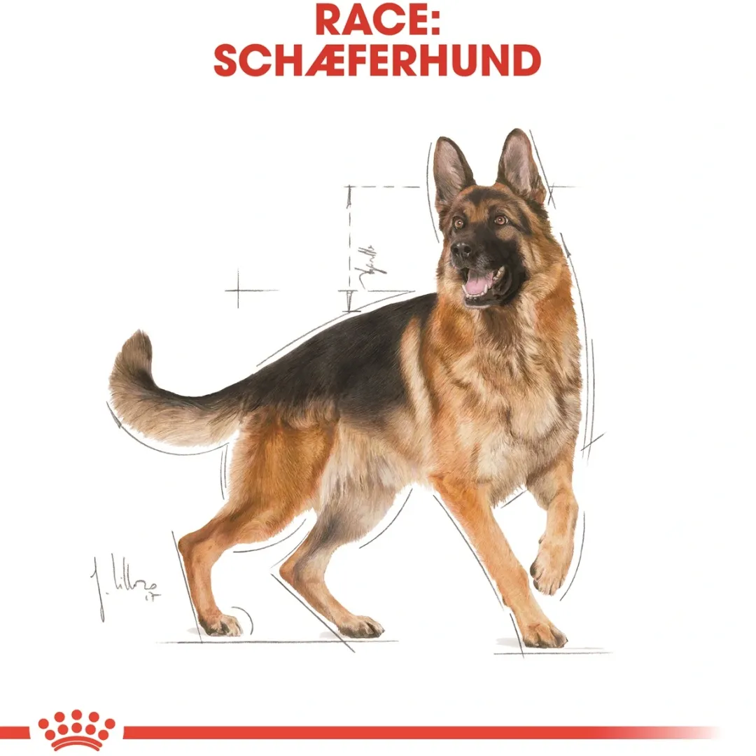 Royal Canin Hundefoder Royal Canin German Shepherd Adult 11 kg - tørfoder til voksne hunde