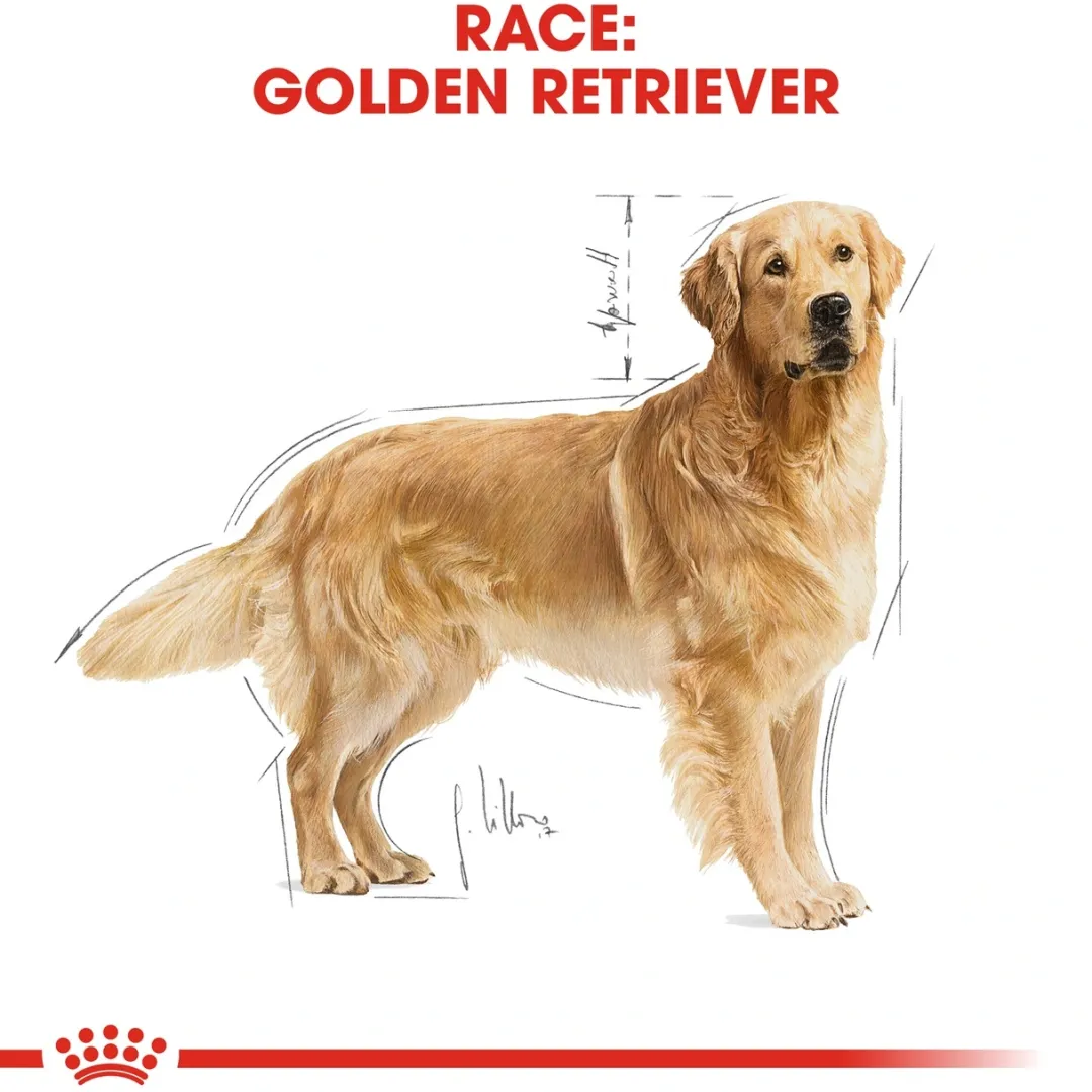 Royal Canin Hundefoder Royal Canin Golden Retriever Adult 12 kg - tørfoder til voksne hunde