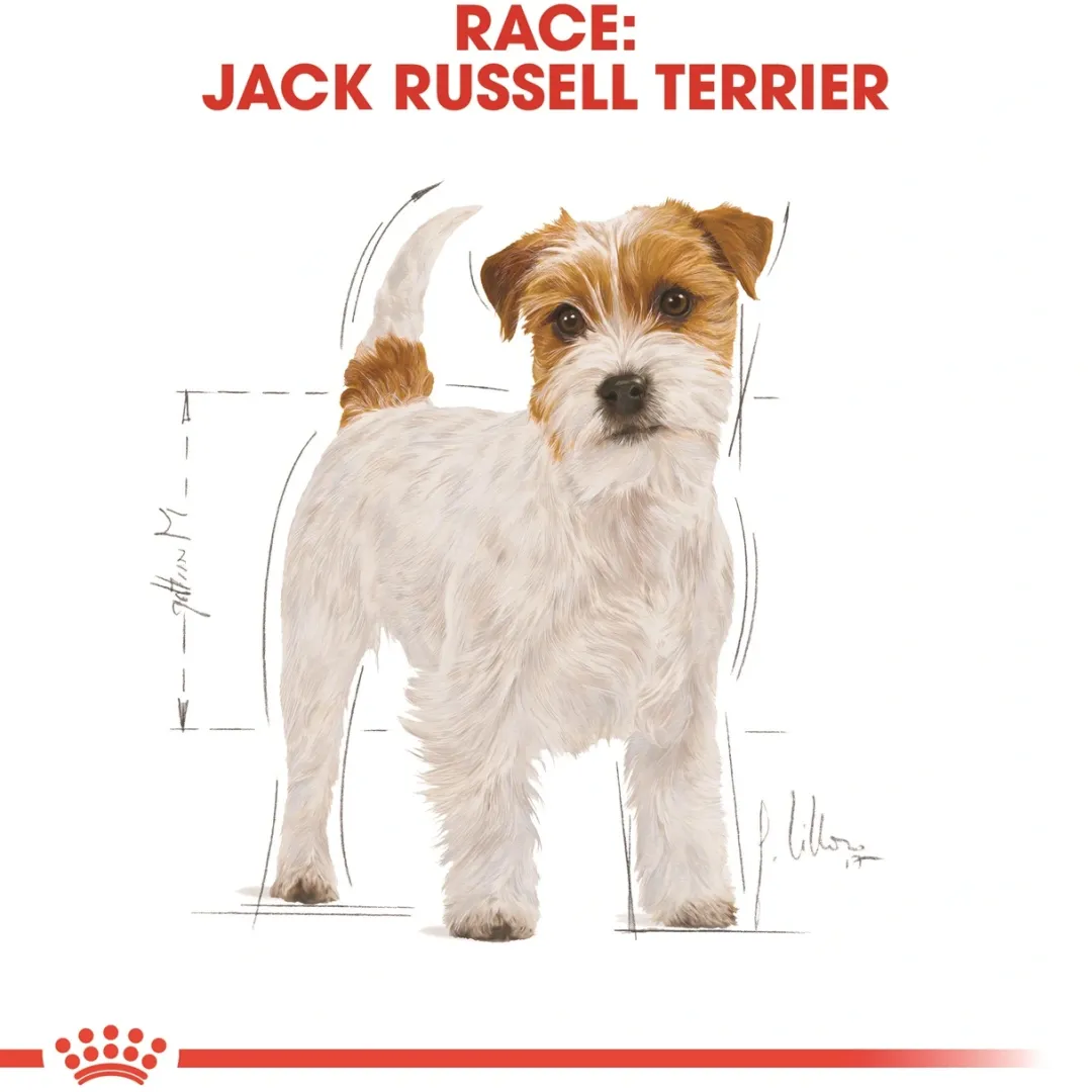 Royal Canin Hundefoder Royal Canin Jack Russell Adult 12 kg - tørfoder til voksne hunde