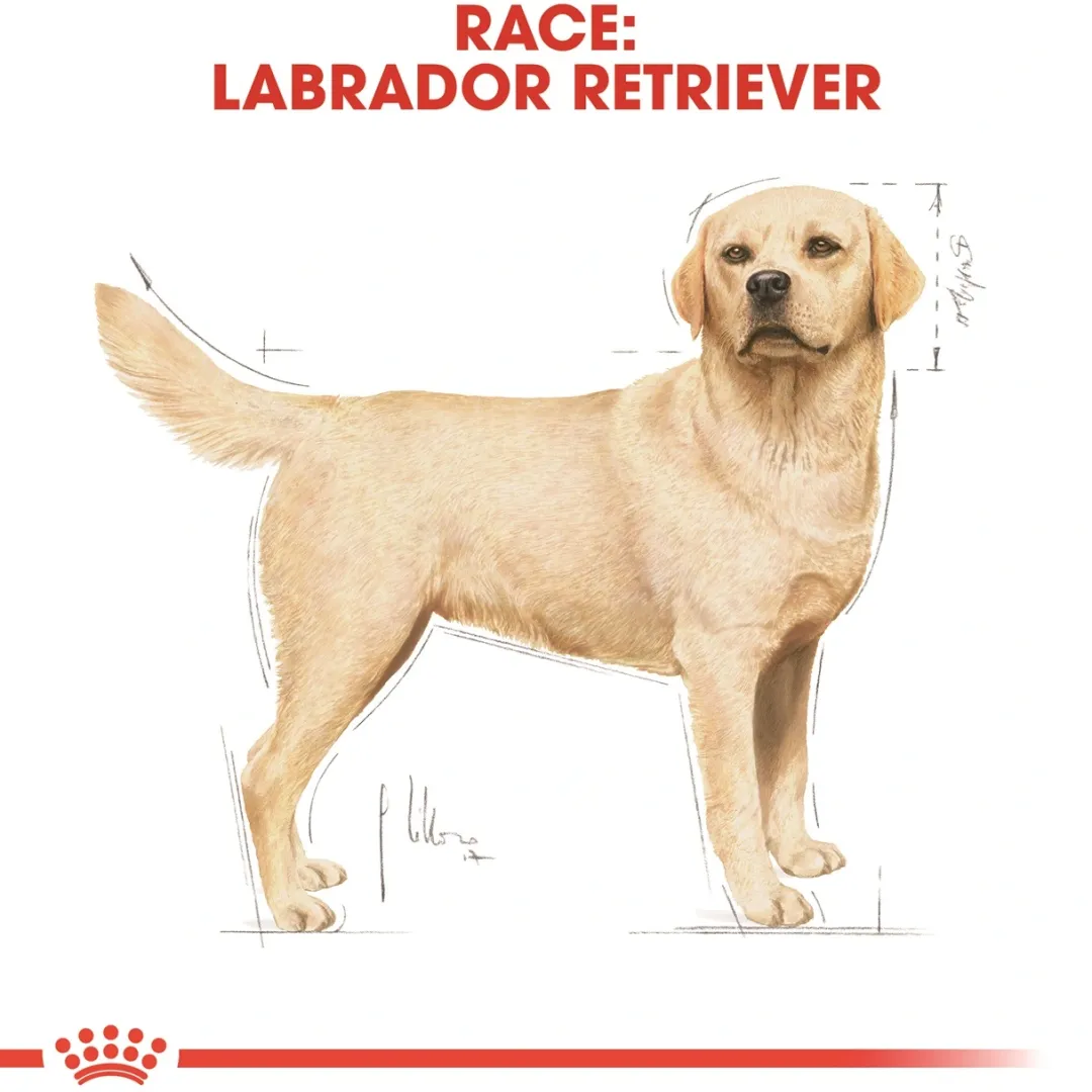 Royal Canin Hundefoder Royal Canin Labrador Retriever Adult 12 kg - tørfoder til voksne hunde