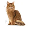 Royal Canin Kattefoder Royal Canin Light Weight Jelly vådfoder 85 g