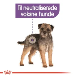 Royal Canin Hundefoder Royal Canin Mini Sterilised Adult 3 kg - hundefoder til små steriliserede hunde