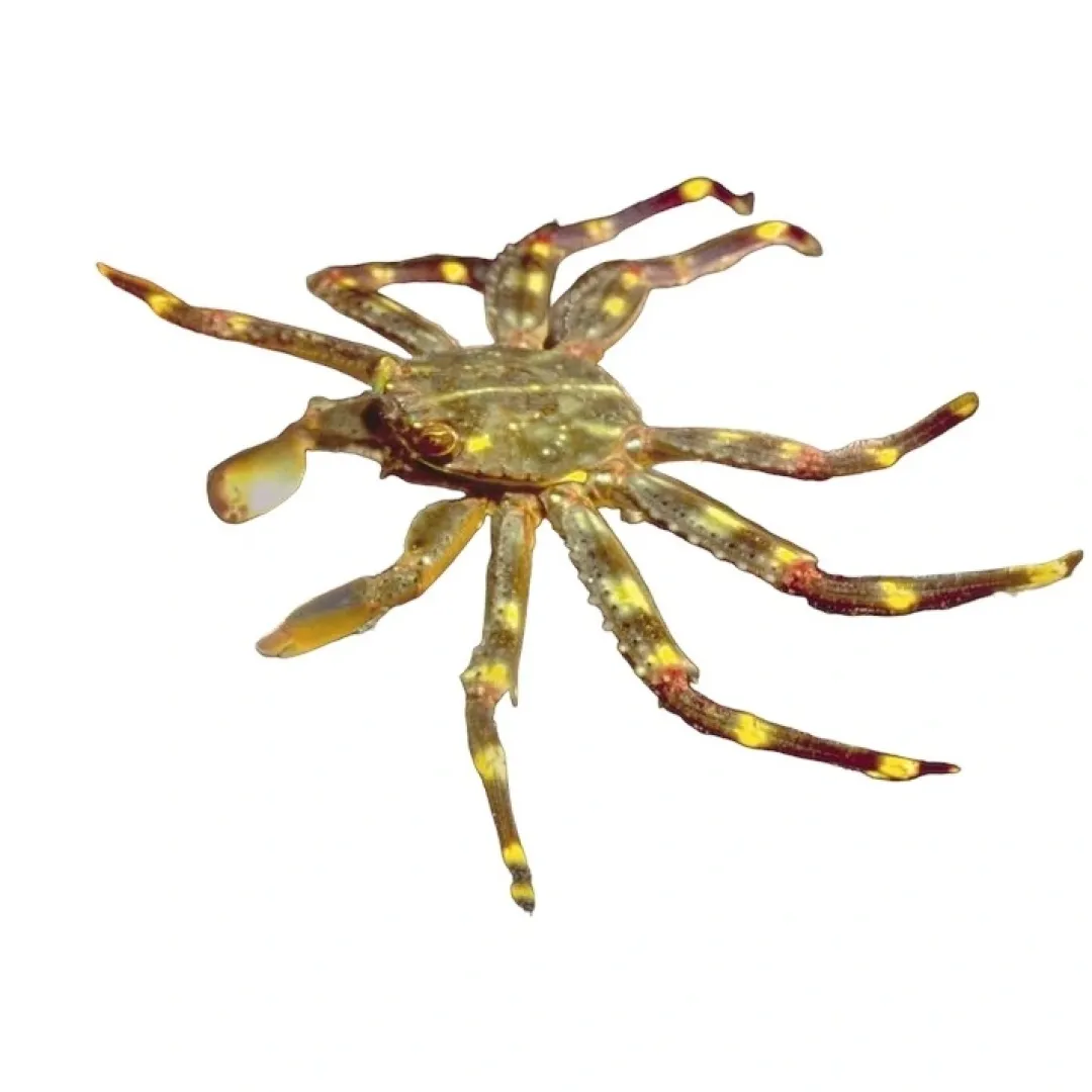 Saltvandsfisk Sally Lightfoot krabbe 4-6 cm