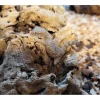Krybdyr fra hele Verden Sandgecko - Stenodactylus sthenodactylus