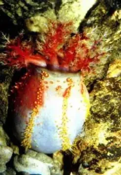 Saltvandsfisk Søæble (Pseuducolochirus violaceus)