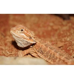 Krybdyr fra hele Verden Skægagame ungdyr (Pogona Vitticeps)