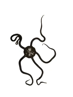 Saltvandsfisk Slangesøstjerne Ophioderma rubicundum