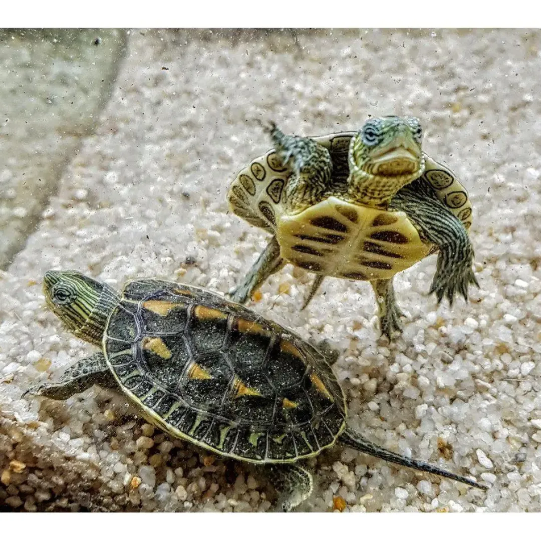 Krybdyr fra hele Verden Stribet Kinesisk sumpskildpadde (Mauremys reevesii)