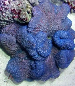 Saltvandsfisk Stychodactyla gigantea (Lilla) Tæppeanemone