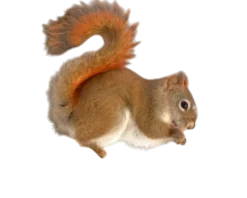 MiniZoo Tamiasciurus hudsonicus Egern
