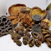 MiniZoo Terrarium Sæt af Dekoration Bakuli, Casuarina, Badam, Arjuna, Lotus, Mahagon, Jacaranda 180 gram