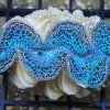 Saltvandsfisk Tridacna Maxima Blue musling 5 cm