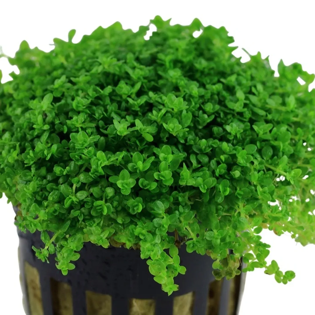 Tropica Akvarieplanter Tropica Akvaieplante i potte Micranthemum callitrichoides Cuba