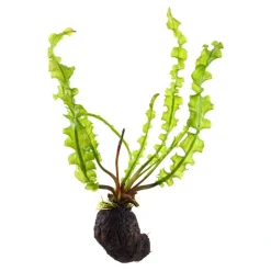 Tropica Akvarieplanter Tropica Akvarieplante Aponogeton longiplumulosus knold x 5