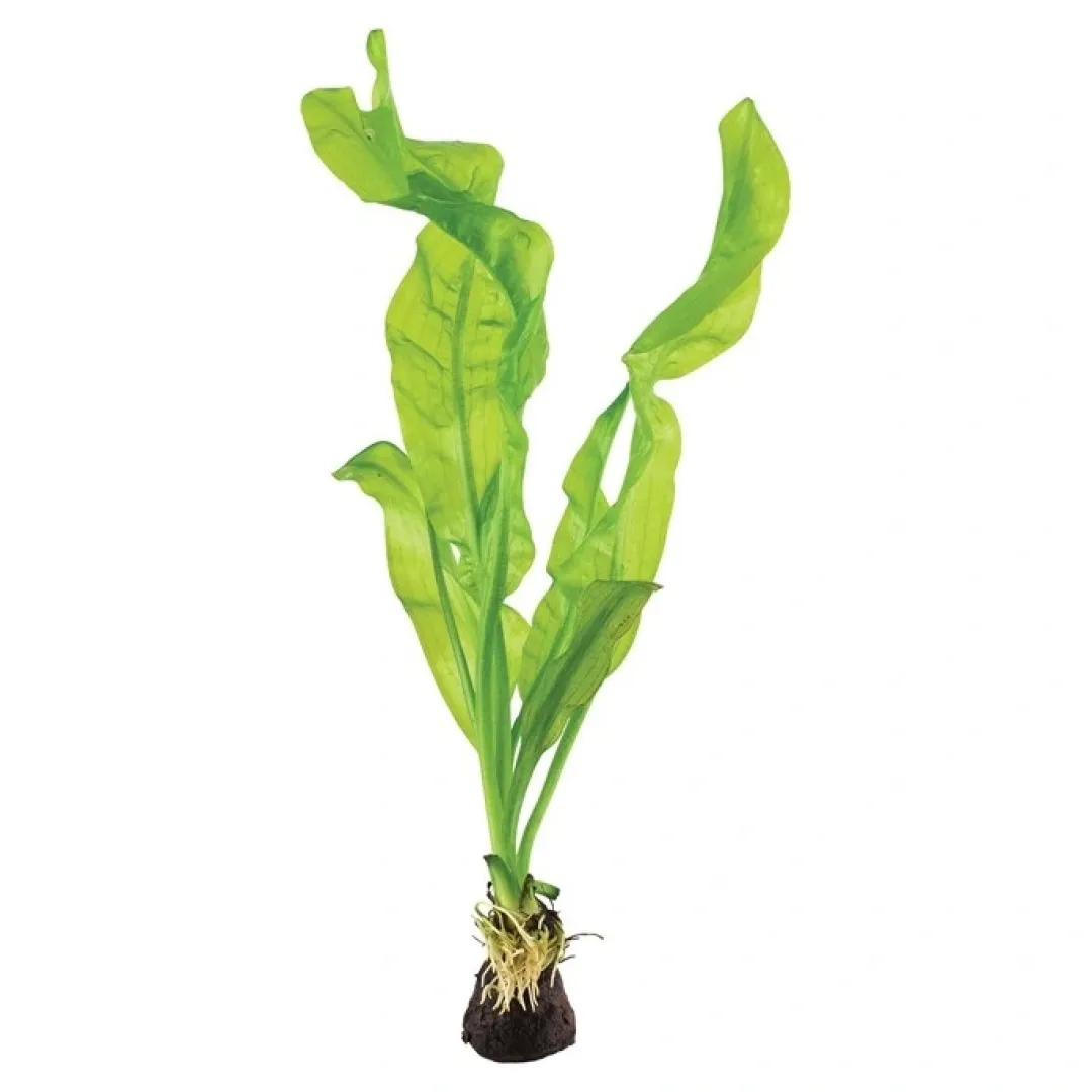 Tropica Akvarieplanter Tropica Akvarieplante Aponogeton ulvaceus i knold x 5