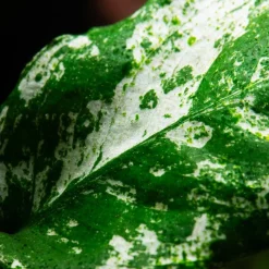 Tropica Akvarieplanter Tropica Akvarieplante Clips Anubias barteri var. nana 'Pinto'