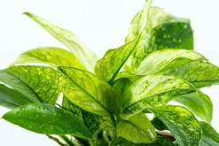 Tropica Akvarieplanter Tropica Akvarieplante Clips Anubias barteri var. nana 'Pinto'