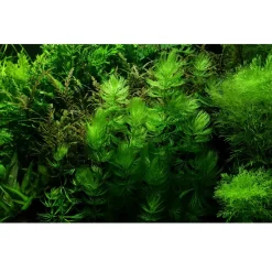 Tropica Akvarieplanter Tropica Akvarieplante i portion Ceratophyllum demersum Foxtail
