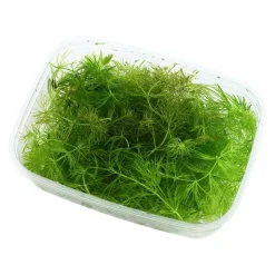 Tropica Akvarieplanter Tropica Akvarieplante i portion Ceratophyllum demersum Foxtail