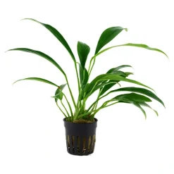 Tropica Akvarieplanter Tropica Akvarieplante i potte Anubias barteri variant glabra
