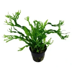 Tropica Akvarieplanter Tropica Akvarieplante i potte Microsorum pteropus Windeløv