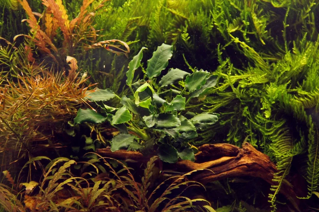Tropica Akvarieplanter Tropica Akvarieplante i potte Anubias barteri variant nana Kirin