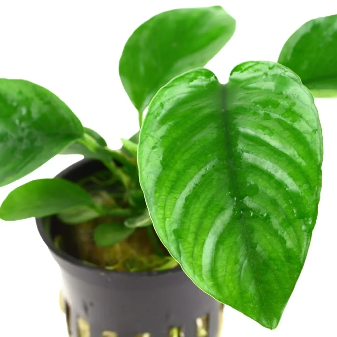 Tropica Akvarieplanter Tropica Akvarieplante i potte Anubias barteri caladiifolia