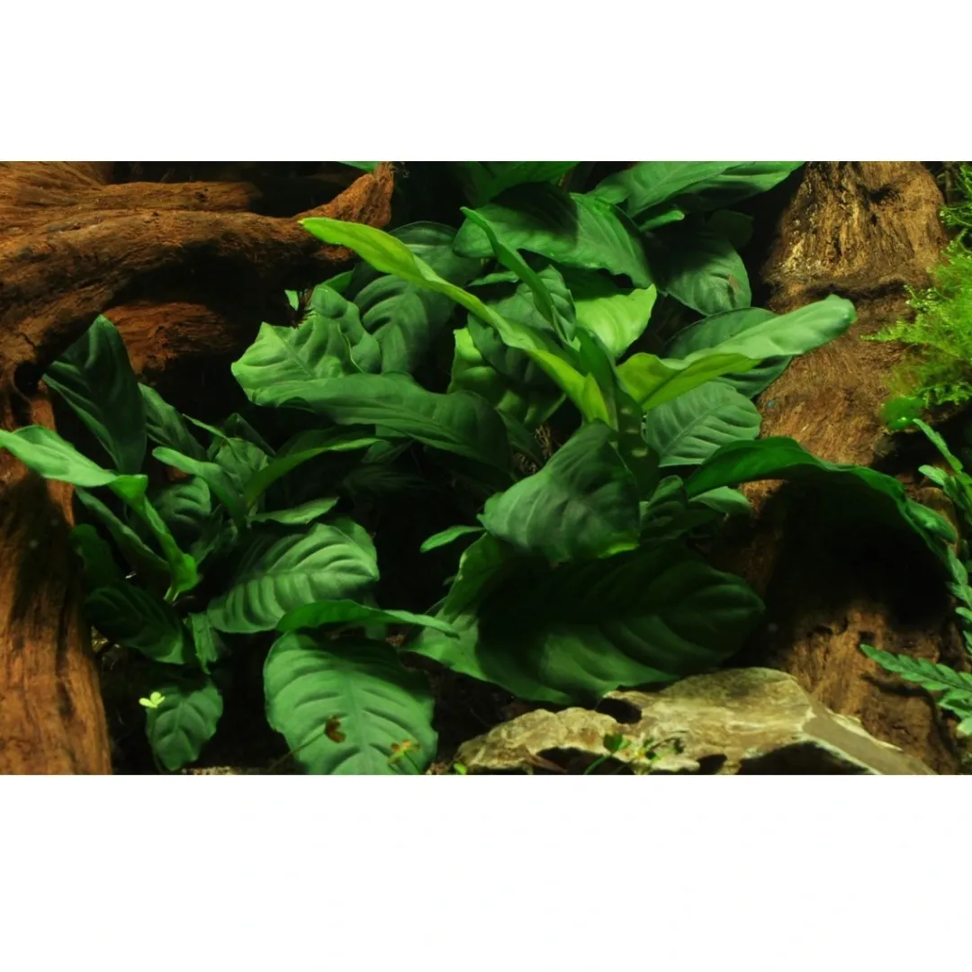 Tropica Akvarieplanter Tropica Akvarieplante i potte Anubias barteri coffeefolia