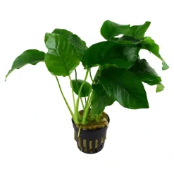 Tropica Akvarieplanter Tropica Akvarieplante i potte Anubias barteri variant barteri