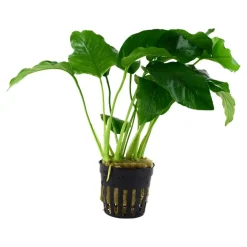 Tropica Akvarieplanter Tropica Akvarieplante i potte Anubias barteri variant barteri