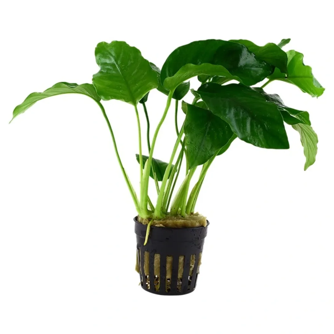 Tropica Akvarieplanter Tropica Akvarieplante i potte Anubias barteri variant barteri
