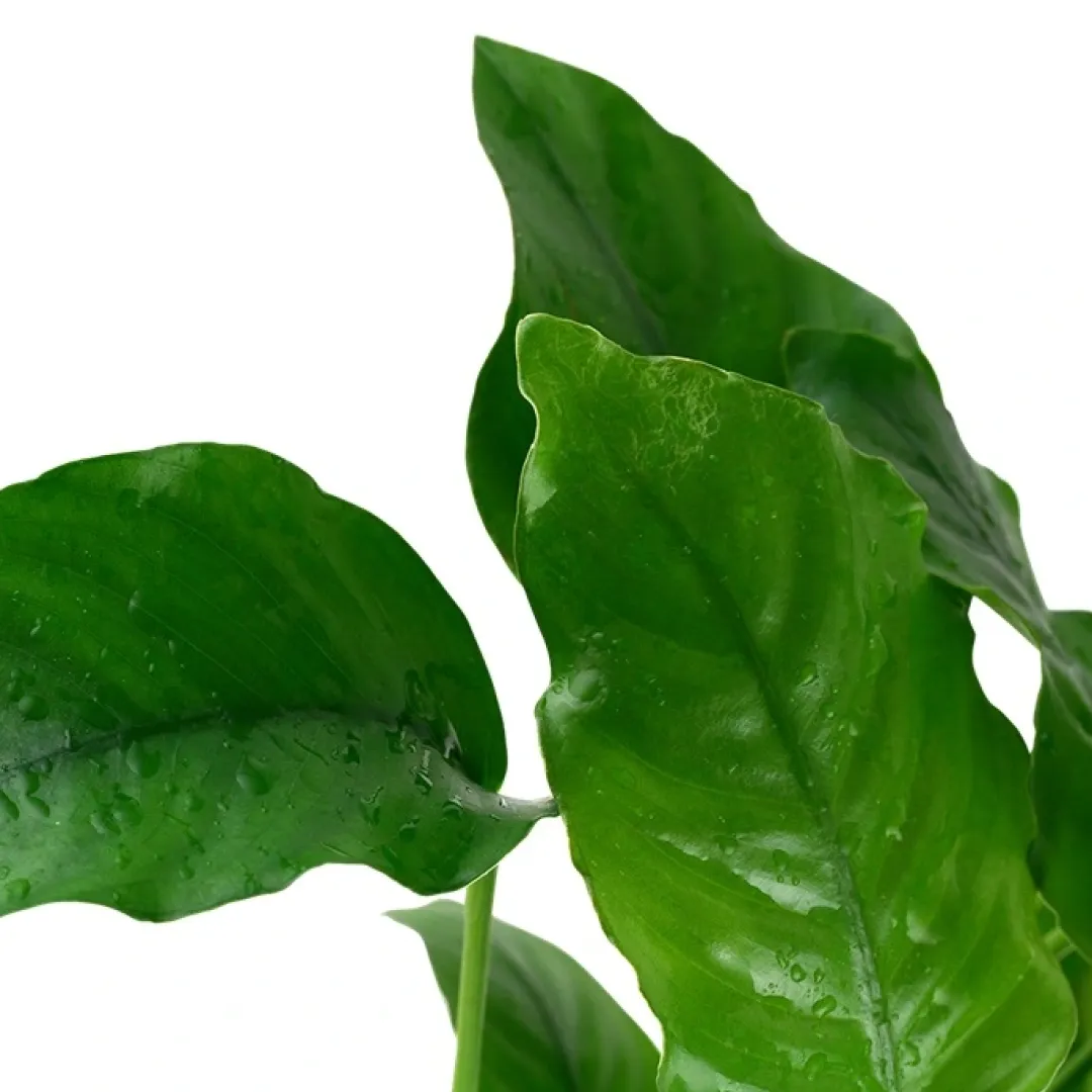 Tropica Akvarieplanter Tropica Akvarieplante i potte Anubias barteri variant barteri