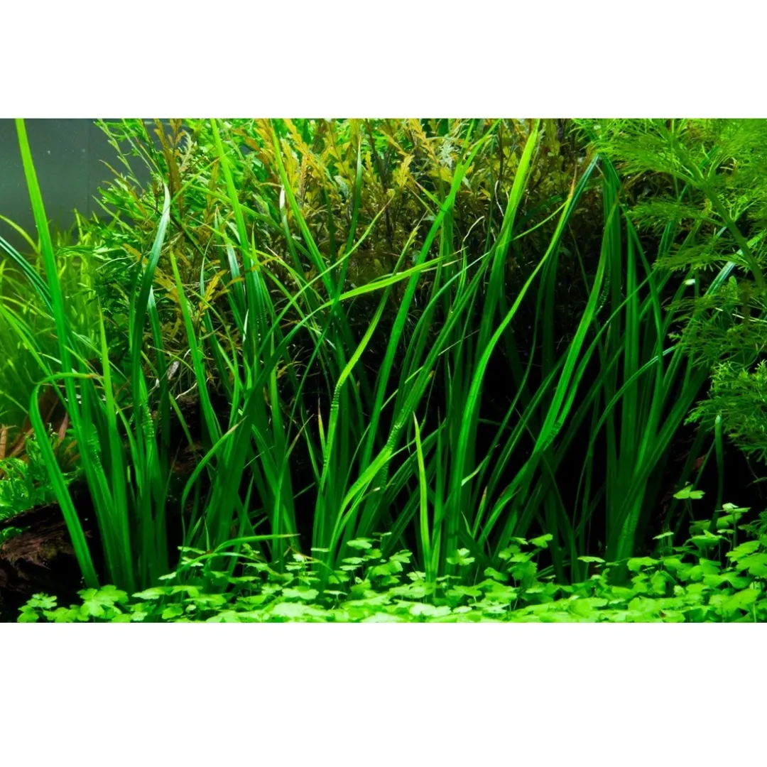 Tropica Akvarieplanter Tropica Akvarieplante i potte Cyperus helferi