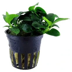 Tropica Akvarieplanter Tropica Akvarieplante i potte Anubias sp. Petite